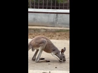 Милота из пермского зоопарка! Самочка рыжего кенгуру по кличке Джинни не прочь пообщаться с сотрудниками..