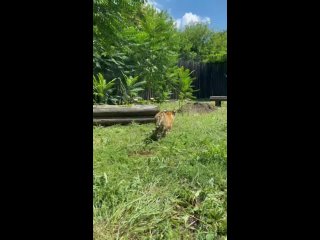 🐯Семья из Новочеркасска взяла под опеку тигренка из Ростовского-на-Дону зоопарка. ⠀
⠀
Об этом сообщили на..