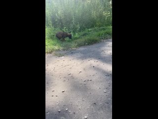 ЧЕЛОВЕЧЕСКОЙ ЖЕСТОКОСТИ НЕТ ПРЕДЕЛА 🆘🆘🆘 🆘🆘🆘
Очередные нелюди....🤬🤬🤬
Вчера, 11.08 поехав за грибами,..