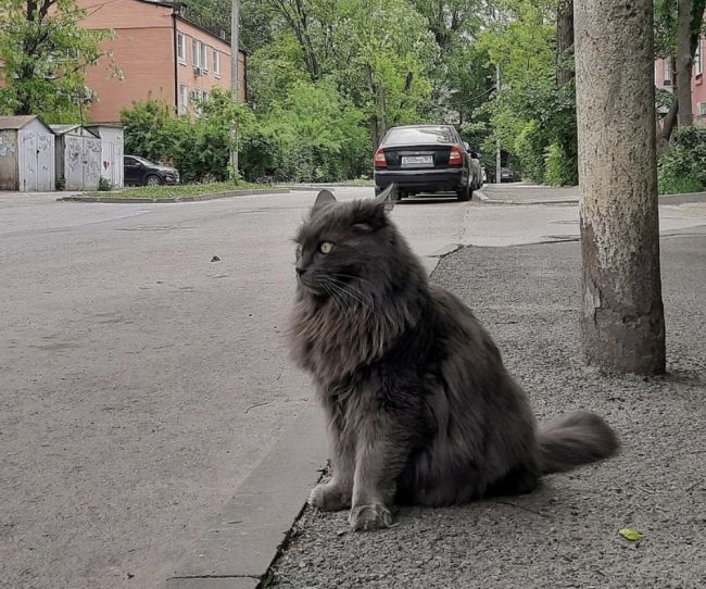 🐈 Сегодня отмечается всемирный день кошек! Поздравьте своего шерстяного — купите его любимых вкусняшек. 

В..