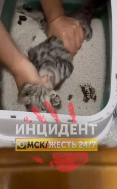 ❗️❗️❗️В Омске появилась живодёрка, которая издевалась над котятами на камеру.

Видео может вас..