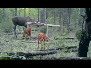 🗣️ Милое лосиное семейство попало в фотоловушку в одном из нижегородских лесничеств.

По данным..