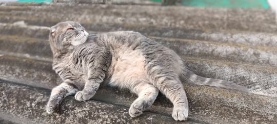 🐈 Сегодня отмечается всемирный день кошек! Поздравьте своего шерстяного — купите его любимых вкусняшек. 

В..