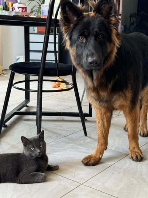 🐈 Сегодня отмечается всемирный день кошек! Поздравьте своего шерстяного — купите его любимых вкусняшек. 

В..