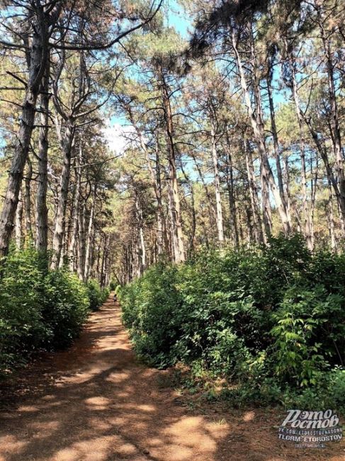 🌲🌳 Прогулка по Щепкинскому..