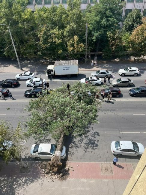 На проспекте Будённовском упало дерево. Проезд между улицами Текучёва и Мечникова затруднен. 

Пострадало..