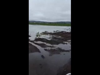 😢 Затяжные дожди губят урожай! В Лысковском районе под водой оказались 200 га картофеля и 200 га яровых..