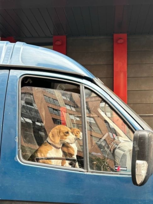 🐕 Самых милых водителей заметили в районе..