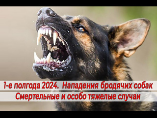 Статистика нападений бродячих собак на людей. ИЮЛЬ 2024 года..