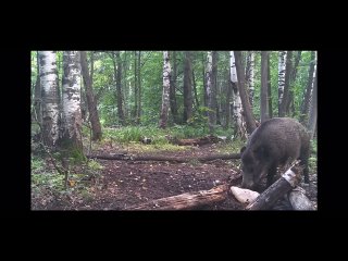 Битва секачей за соль случилась в Жигулевском заповеднике 

Победила соль

Сотрудники Жигулевского..