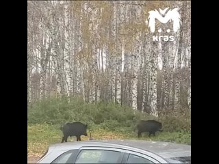 Кабанячий патруль посетил улицы Уяра! 🐗

Кабаны прогулялись по городу, осмотрели местность и отправились..