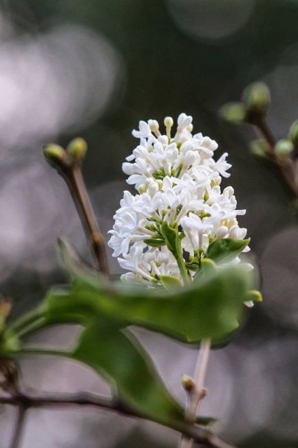 🗣Сентябрь решил, что он весна — на улице Студëная расцвела сирень. 🌸 
 
Фото: Ирина..