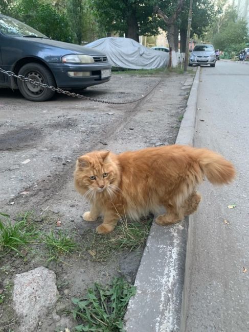 Никто бобтейла не терял? Второй день бегает в районе пр. Менделеева. Крупный, людей не боится, ещё не грязный,..