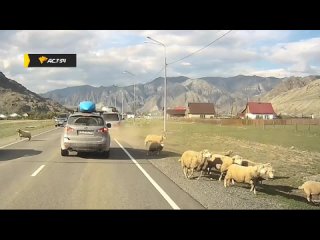 "Монгольский дрифт" на Алтае:  водитель  Toyota  устроил  шоу  с  баранами! 🐑🚗

Наш подписчик во время..