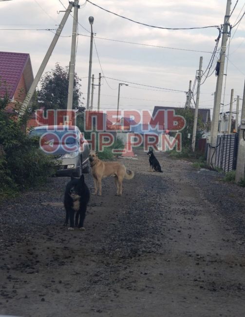 Помогите! В Кондратово с каждым днем все больше бездомных собак! Они заходят на территорию детского сада,..