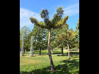 Новые деревья Лиственницы были высажены возле Абстракты 🌳🏛

✍️ Лиственница — уникальное хвойное дерево:..