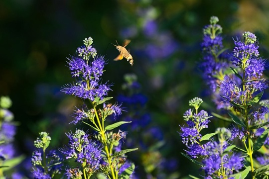 Моменты жизни и взаимоотношений растений и насекомых🦋

Кариоптерисс и бражник 💚

..