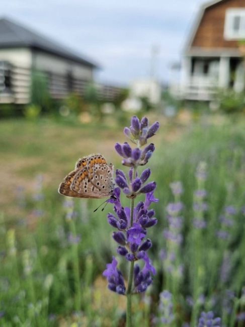 Бабочки в станице Васюринская 🦋 

Фото от..