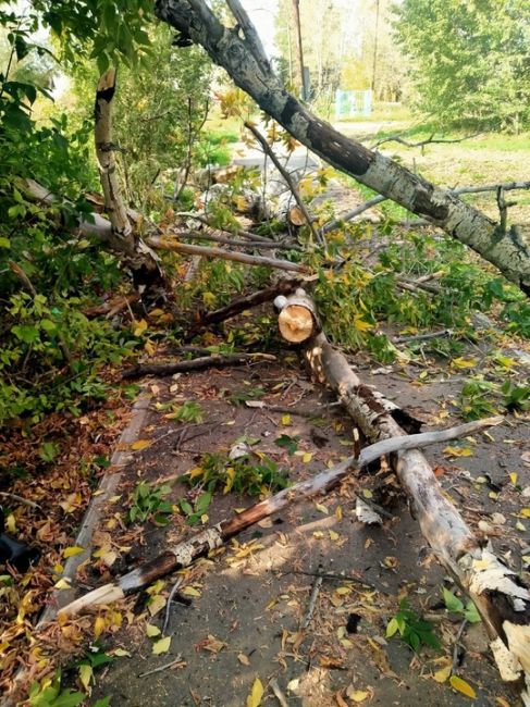 ‼Вчера в Кондратово возле дома по ул. Камская,13 сухое дерево упало на пожилую пару 

Местная жительница..