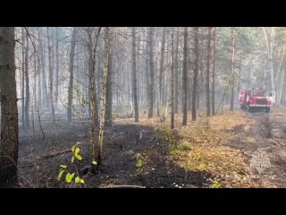 Площадь лесного пожара в Самарской области увеличилась до 57 гектаров 

Оперативная информация от МЧС России..