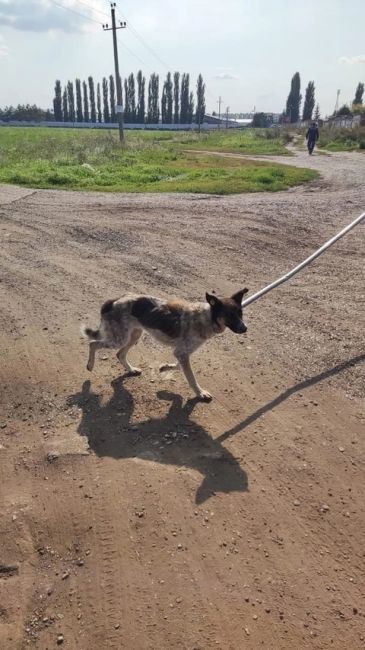 🐶В Уфе собаку месяц не могли достать из ямы 
 
В Алексеевке собака месяц провела в заброшенном погребе..