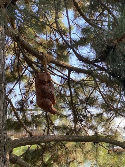 На набережной поселились мишки 😍🐻

За фото спасибо нашей..