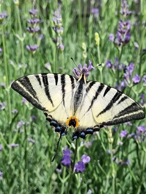 Бабочки в станице Васюринская 🦋 

Фото от..