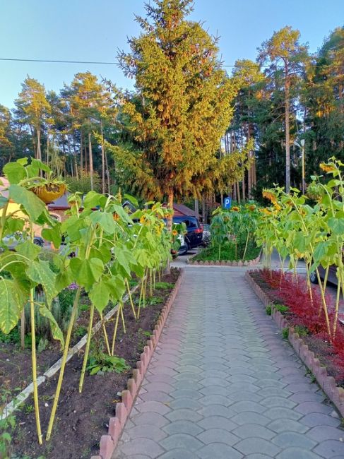 Подсолнуховый рай в Перми..