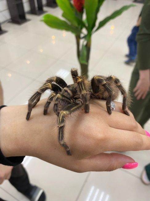 Внимание! Эксклюзивная выставка живых пауков и скорпионов уже в вашем городе! 

Цена билета на эту..