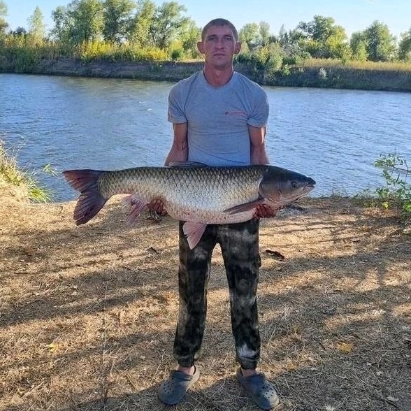 Рыбак из Волгограда Дмитрий Бирюков поймал гигантского белого амура и, кажется, побил рекорд. Вес рыбы —..