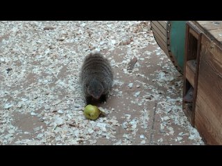 В омском зоопарке на Жукова просят больше не приносить фрукты для животных

Омский зоопарк на улице Маршала..