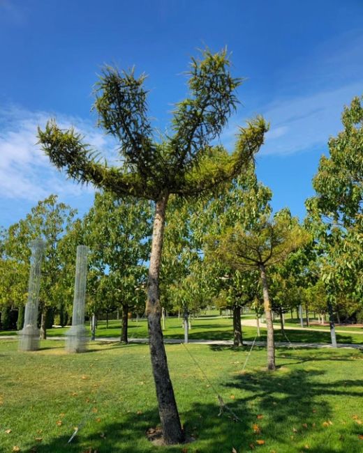 Новые деревья Лиственницы были высажены возле Абстракты 🌳🏛

✍️ Лиственница — уникальное хвойное дерево:..