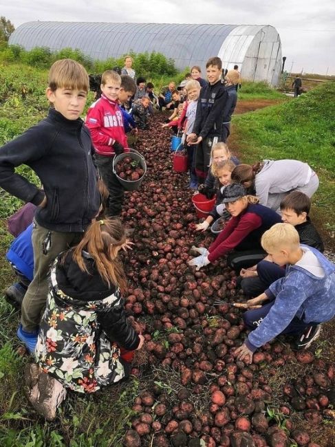 🥔 Школьников и студентов предложили привлечь к осенним сельхозработам

С такой инициативой выступила..