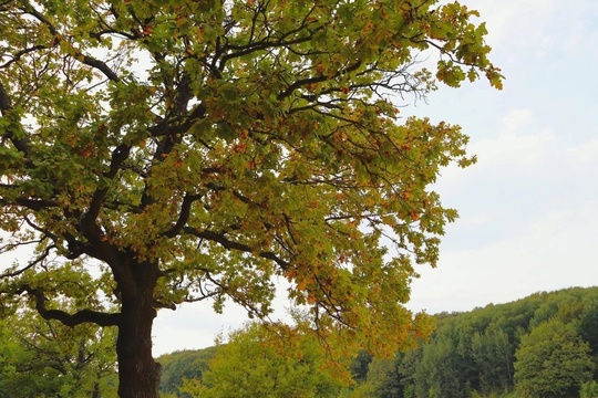 🍁 Щелковский хутор постепенно приобретает осенний..