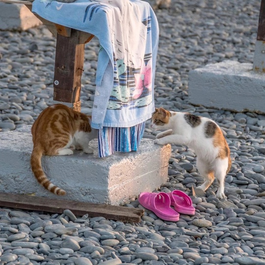 Котики на пляже Алексино!😻

Фото..