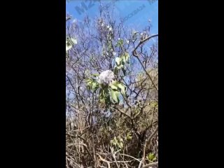 В Серебряном бору из-за аномальной жары снова зацвела..