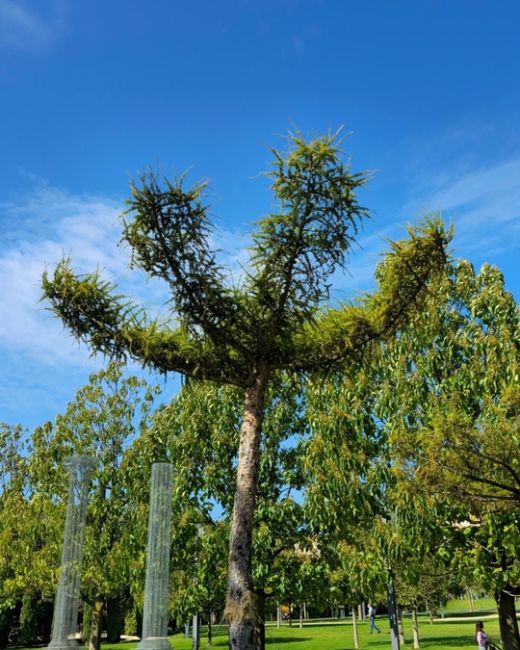 Новые деревья Лиственницы были высажены возле Абстракты 🌳🏛

✍️ Лиственница — уникальное хвойное дерево:..