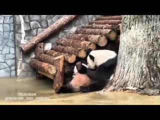 😁Похоже у Катюши начался переходный период, уж больно часто в последнее время ей достается от..