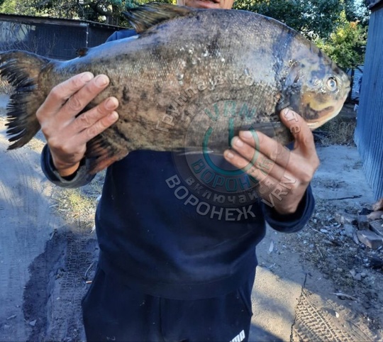 И снова в Воронежском водохранилище поймана пиранья..