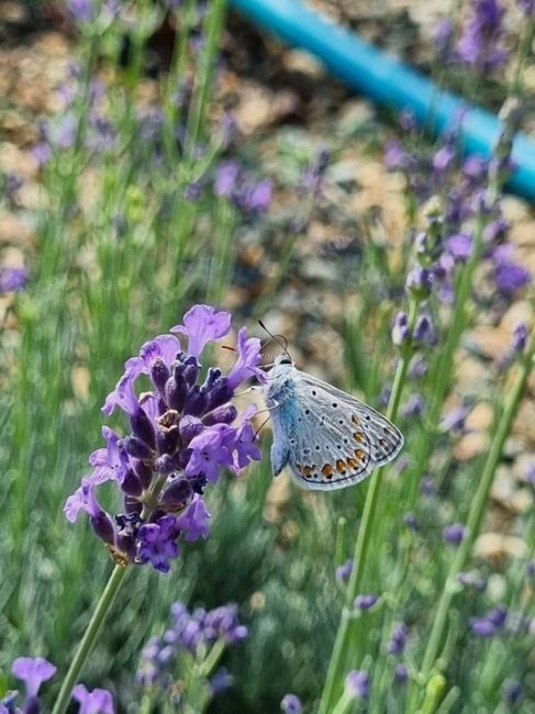 Бабочки в станице Васюринская 🦋 

Фото от..