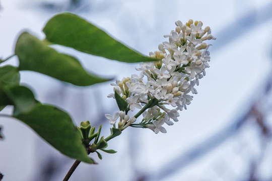 🗣Сентябрь решил, что он весна — на улице Студëная расцвела сирень. 🌸 
 
Фото: Ирина..