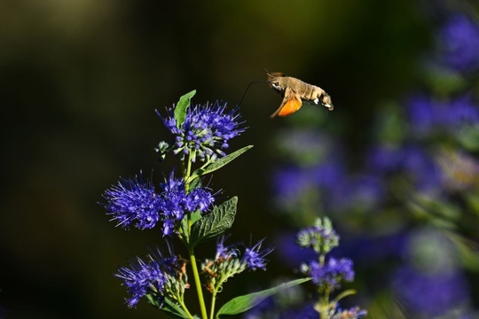 Моменты жизни и взаимоотношений растений и насекомых🦋

Кариоптерисс и бражник 💚

..