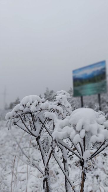 Первый  снег  уже  выпал  на  юге  Красноярского  края!  ❄️

Природный  парк  Ергаки  и  трасса  Р-257  уже  засыпаны..