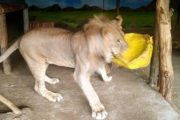 Сотрудники Самарского зоопарка показали видео с подросшим львенком Алтаем 

По их словам, сейчас свой старый..