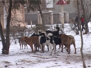 Обстановка в Удельном парке, где собираются петербургские квадроберы и фурри. Слышали о..