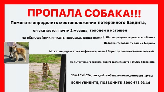 ‼СРОЧНО❗

НУЖНА ПОМОЩЬ В ОБНАРУЖЕНИИ и волонтеры для поиска‼‼‼

5 сентября в Николаевке был обнаружен..