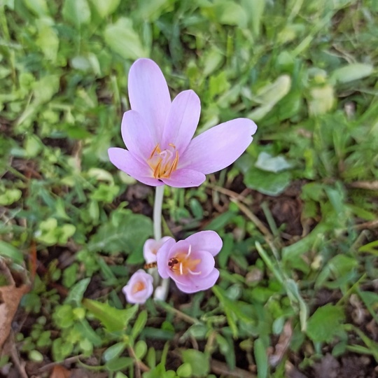 У безвременников особое отношение со временем! 🌸Они цветут осенью ! 
 Такой жизненный цикл растений делает..