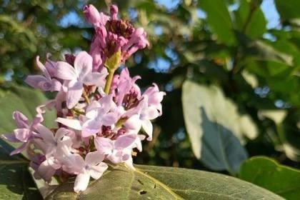 В Башкирии осенью зацвела сирень 🌸 
 
В Чекмагушевском районе зацвела сирень. Цветение необычно тем, что..