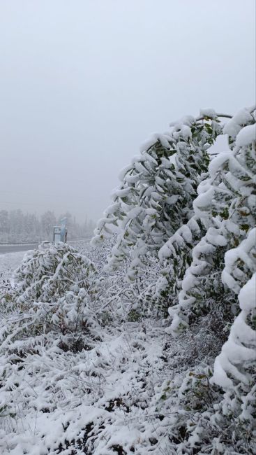 Первый  снег  уже  выпал  на  юге  Красноярского  края!  ❄️

Природный  парк  Ергаки  и  трасса  Р-257  уже  засыпаны..