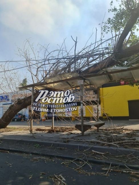 🌳 Дерево упало на остановку на Таганрогской,..